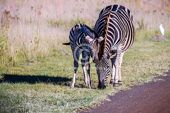 Burchells Zebra mother and foal