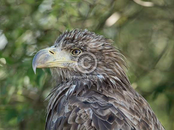 Young White-tailed Eagle