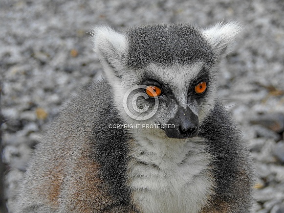 Black & White-tailed Lemur