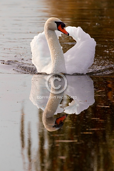 Swan defending his territory