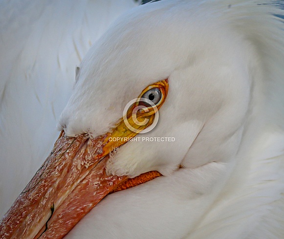 American White Pelican eye close up