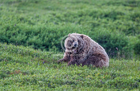 Grizzly Bear. Denail National Park