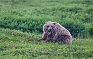 Grizzly Bear. Denail National Park
