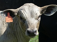 Calf in Field