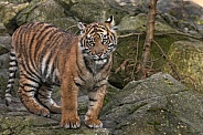Sumatran Tiger Cub On Rocks