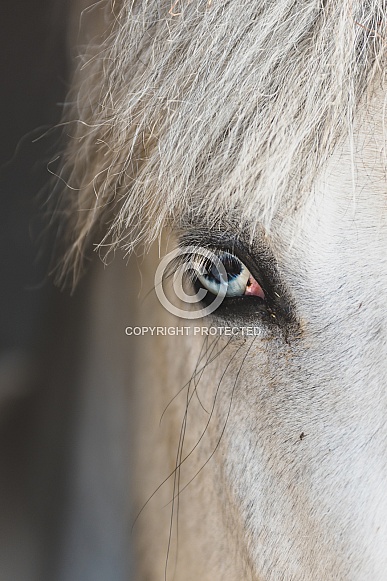 Blue Eyed Horse