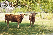Brown Cows