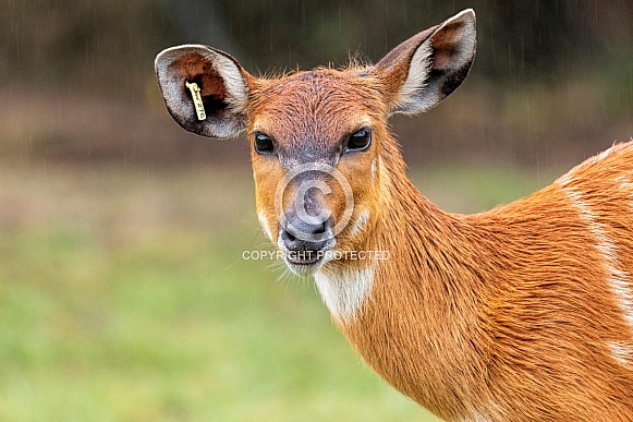 Sitatunga Antelope Close Up
