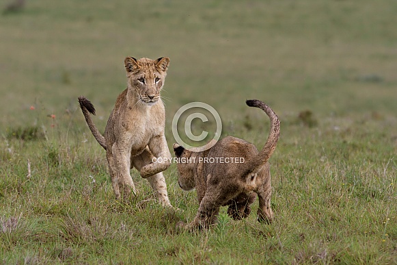 Lion cubs play fighting 2