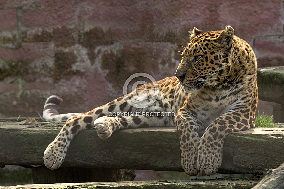 African Leopard (Panthera Pardus Pardus)