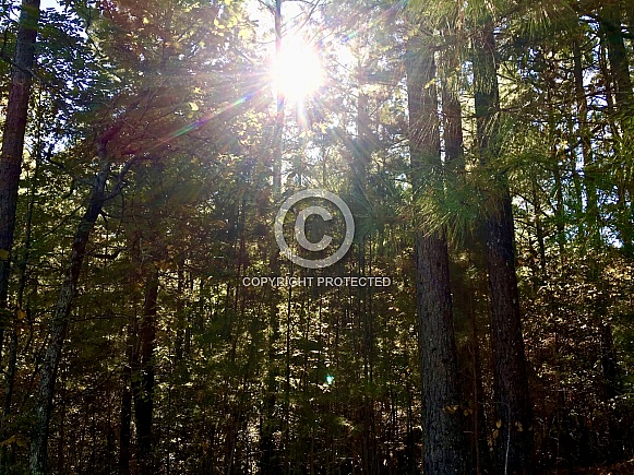 Sun rays shining  through the woods.