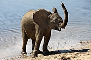 Baby African Elephant - Botswana