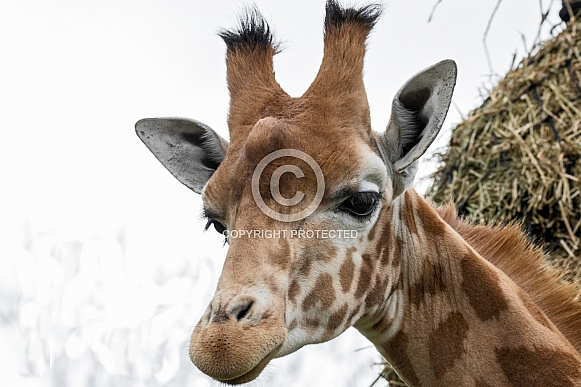 Young Male Kordofan Giraffe Head Shot