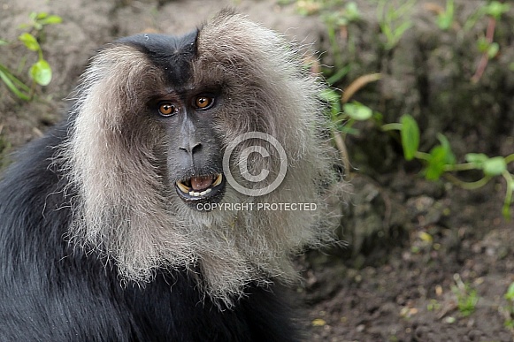 Lion-tailed Macaque