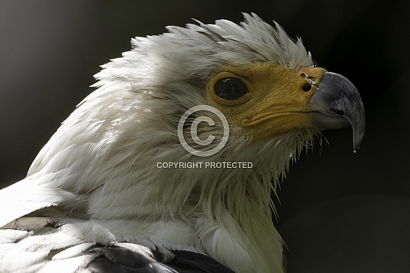 African Fish Eagle Head Shot