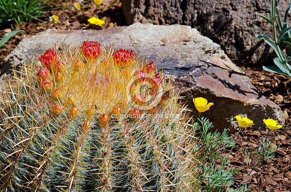 Barrel Cactus with Buds and California Poppies