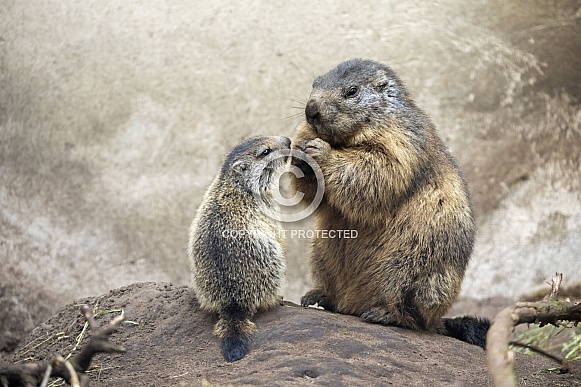 Alpine marmots family