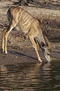 Young female Kudu antelope drinking