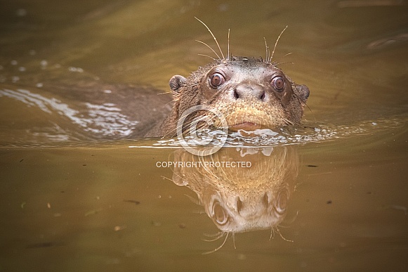 Giant Otter Swimming Head Out Of Water