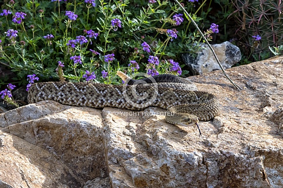 Mexican West Coast Rattlesnake