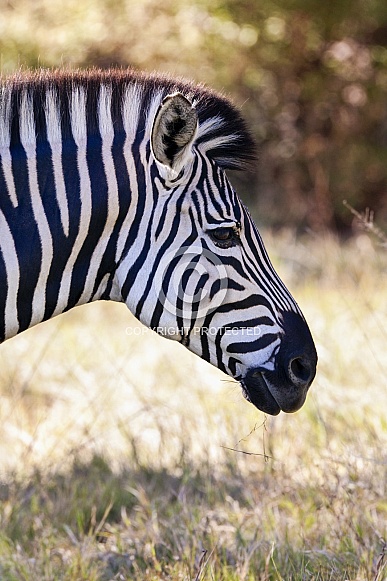 Zebra (Equus quagga) - Botswana