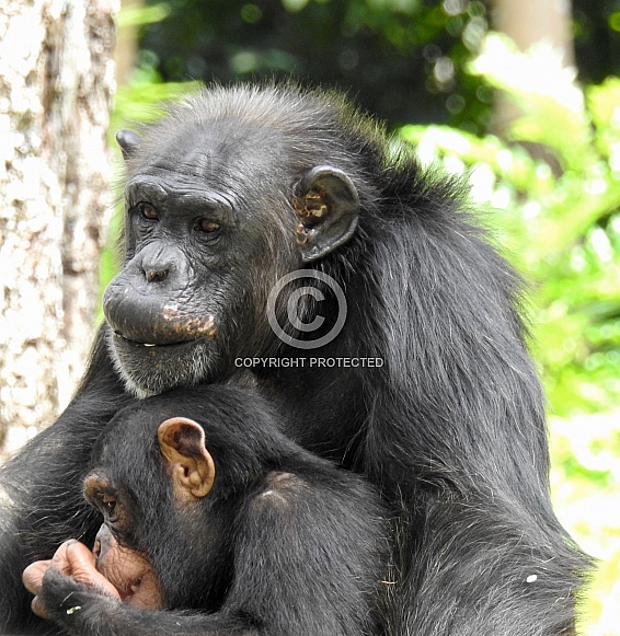 Mother & Baby Chimpanzee