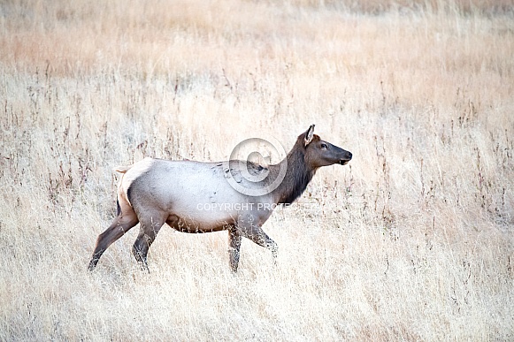 Wild female elk walking in a field