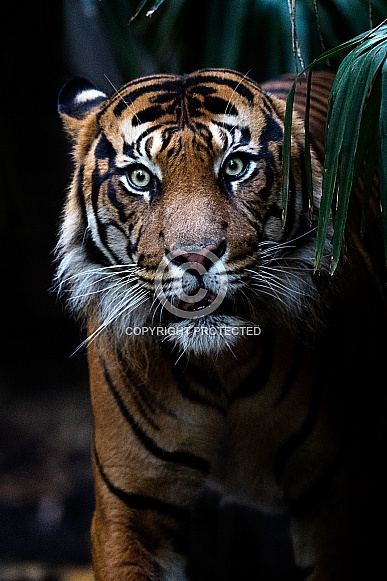 Sumatran Tiger (Hutan)