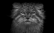 Pallas Cat Close Up Black and White
