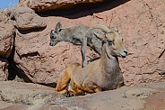 Bighorn Lamb climbs atop his Mother