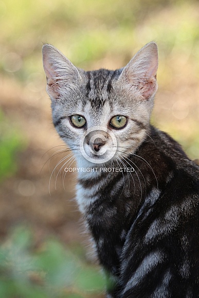Serious Kitten Portrait