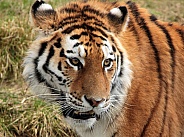Siberian Tigeress