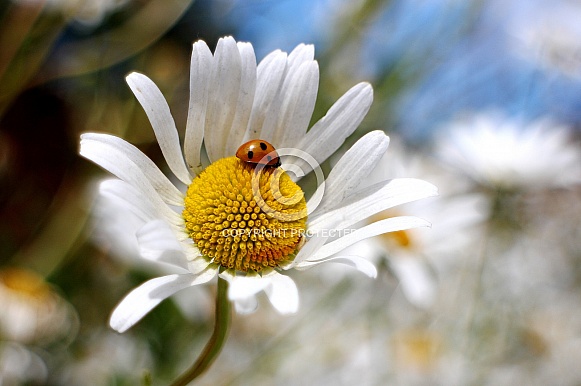 Oxeye-Ladybug