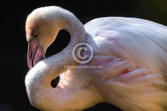 Flamingo---Lesser Flamingo