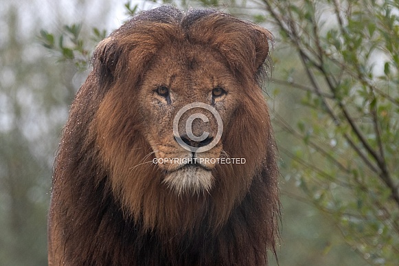 African Lion Mane Wet From Rain