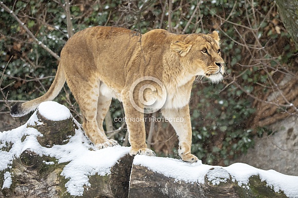 Lioness (Panthera onca)