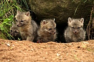 Baby foxes in front of rock