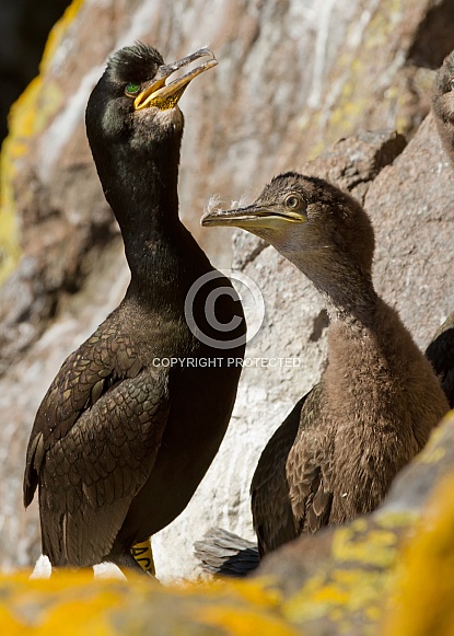 European Shag with Chick