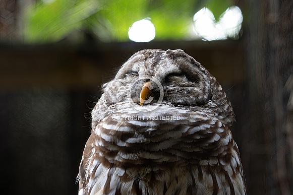 Norther Barred Owl