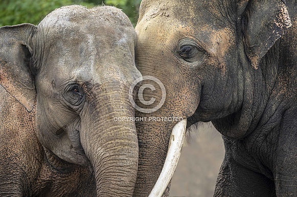 Asian elephant (Elephas maximus)