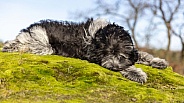 Schapendoes (Dutch Sheepdog)