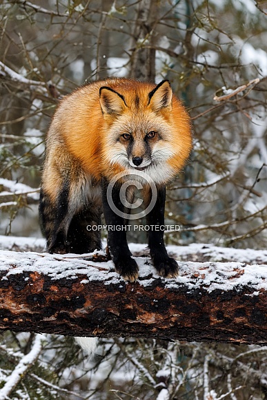 Fox—Red Fox