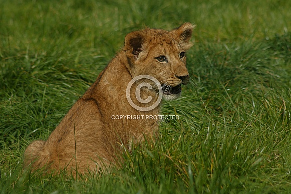 Lion Cub Sitting In The Grass