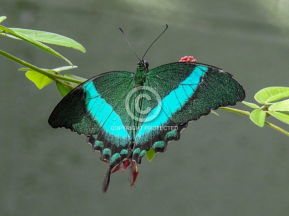 The Banded Peacock (Papilio palinurus)