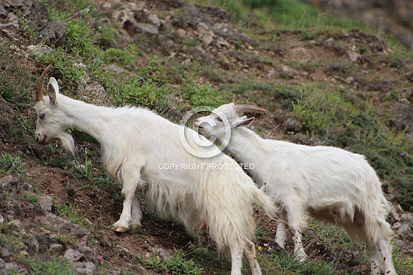 Great Orme Kashmiri Goats