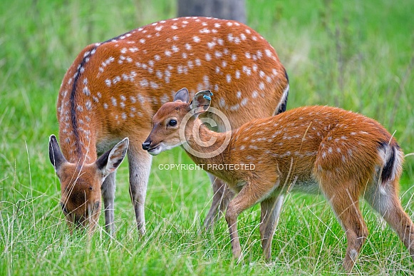 Doe grazing besides a young one