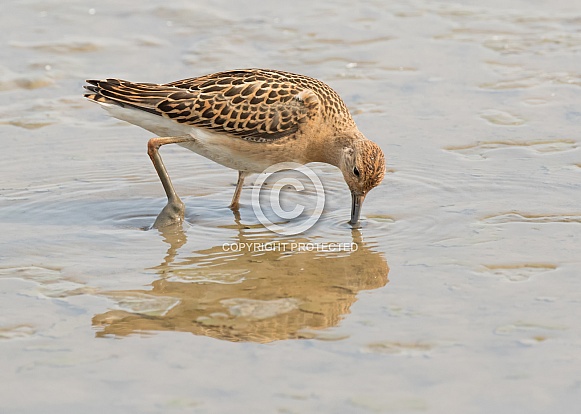 Juvenile Ruff with Reflection