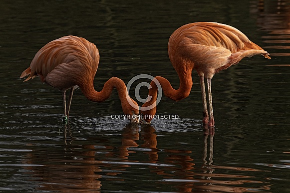 Caribbean Flamingo Pair Feeding In Water