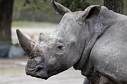 White rhinoceros portrait