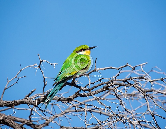 Swallow-tailed Bee-eater